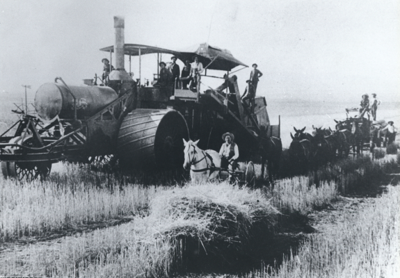 Wheat threshing