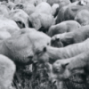 Sheep herding