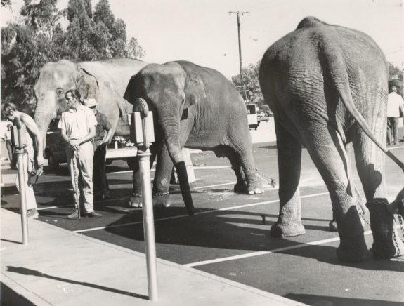 Elephant Parking