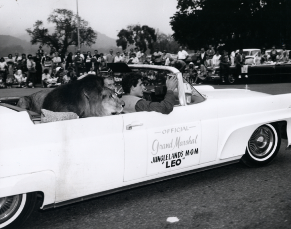 Leo the Lion as Grand Marshal in 1965